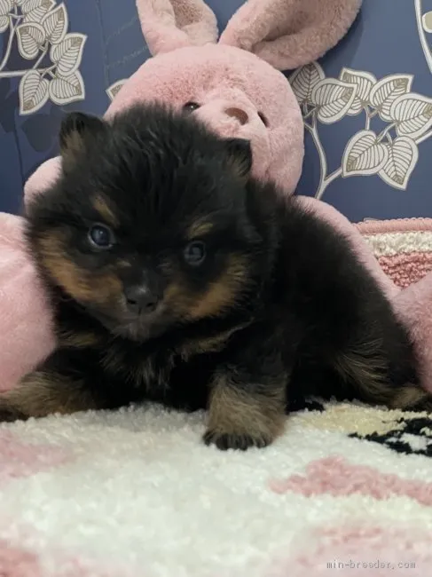 ID：2006-02157の子犬