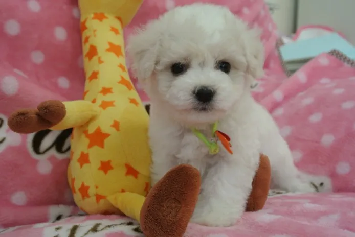 ID：1309-00313の子犬