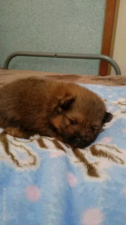 ID：1604-01141の子犬
