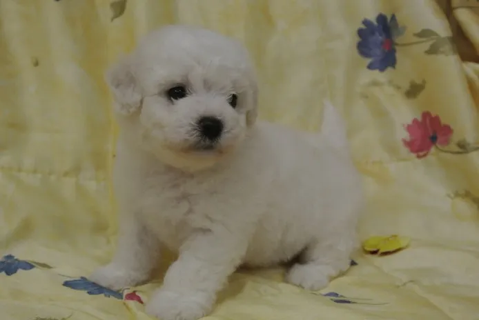 ID:1304-00771の子犬