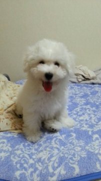 ビションフリーゼ【三重県・女の子・2014年3月31日・ホワイト】の写真「良血統！パパINT・JKCCH直子」