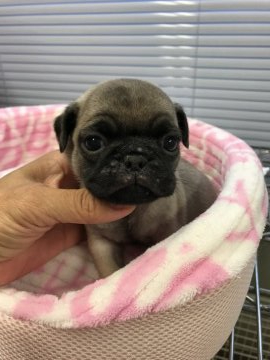 パグ【三重県・男の子・2019年8月11日・フォーン】の写真「消費税増税前セール❗️」
