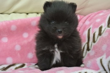 ポメラニアン【三重県・男の子・2014年3月1日・ブラック&ホワイト】の写真「」