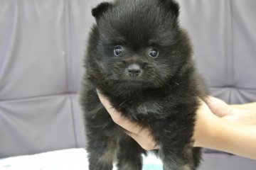 ポメラニアン【三重県・男の子・2013年5月31日・ブラックタン】の写真「お顔が可愛い」