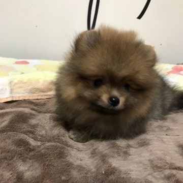 ポメラニアン【三重県・女の子・2016年9月7日・オレンジ】の写真「パパチャンピオン、良血統❗」