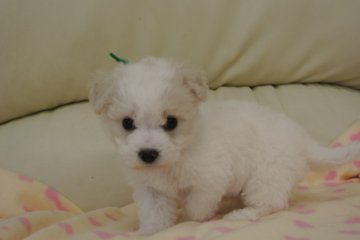 ビションフリーゼ【三重県・男の子・2014年3月16日・ホワイト】の写真「パパ犬JKCCH優良血統です。」