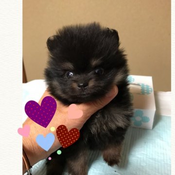 ポメラニアン【三重県・女の子・2017年1月16日・ブラックタン】の写真「小振りで可愛い！」