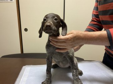 ジャーマン・ポインター【三重県・女の子・2020年10月2日・レバー&ホワイト】の写真「珍しい犬種」
