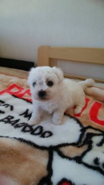 ビションフリーゼ【三重県・女の子・2019年4月20日・ホワイト】の写真「めっちゃ可愛い子です。」