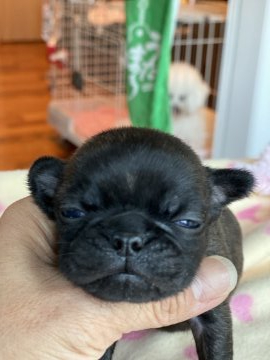 フレンチ✖️パグ【三重県・男の子・2020年11月8日・ブリンドル】の写真「ペチャ顔」