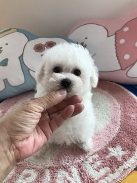 ビションフリーゼ【三重県・男の子・2019年11月30日・ホワイト】の写真「パパ、チャンピオン！」