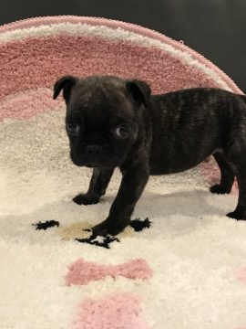 フレンチブル✖️パグ【三重県・男の子・2020年4月7日・ブリンドル】の写真「ぶさかわです、」