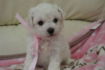 ビションフリーゼ【三重県・女の子・2014年8月12日・ホワイト】の写真「パパJKCチャンピオン」