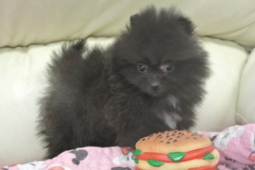 ポメラニアン【三重県・女の子・2014年10月17日・ブラック&ホワイト】の写真「極小です。」
