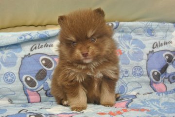 ポメラニアン【三重県・男の子・2014年11月14日・チョコタン】の写真「タンがはっきりしてます」