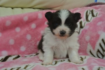 ポメラニアン【三重県・女の子・2014年3月1日・ブラック&ホワイト(パーティ)】の写真「」