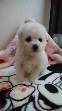 ビションフリーゼ【三重県・女の子・2019年11月8日・ホワイト】の写真「両親共にチャンピオン直子です。」