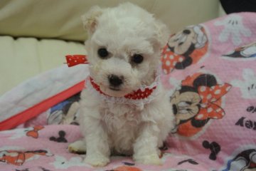 ビションフリーゼ【三重県・女の子・2014年8月28日・ホワイト】の写真「パパJKCチャンピオン！ママAMチャンピオン直子」