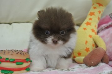 ポメラニアン【三重県・男の子・2014年4月6日・チョコレート&ホワイト】の写真「タヌキ顔で小柄サイズ！」