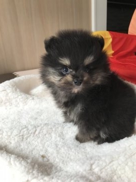 ポメラニアン【三重県・男の子・2019年1月12日・ブラックタン】の写真「めっちゃ可愛い！」