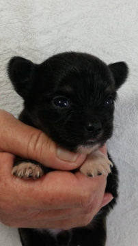 チワワ✖️ダックス【三重県・女の子・2020年4月30日・ブラックタン】の写真「可愛い子です。」