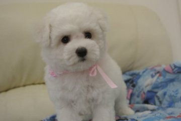 ビションフリーゼ【三重県・女の子・2014年8月12日・ホワイト】の写真「パパJKCチャンピオン」