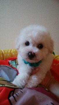 ビションフリーゼ【三重県・男の子・2019年1月14日・ホワイト】の写真「3日限定セールします。即決価格！」