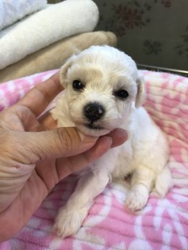 ビションフリーゼ【三重県・男の子・2019年8月10日・ホワイト】の写真「チャンピオン直子です！」