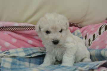 ビションフリーゼ【三重県・男の子・2014年3月31日・ホワイト】の写真「パパ犬優良血統です」