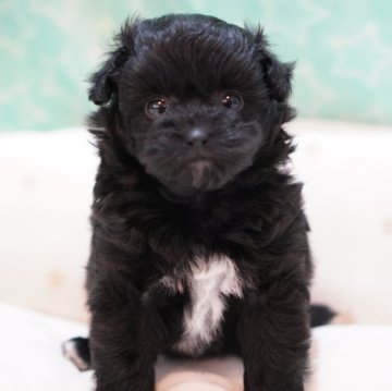 ポメプー(ポメラニアン×トイプードル)【三重県・男の子・2024年4月11日・ブラック&ホワイト】の写真「お目目くっきり💫お顔はっきりのイケメンさん」