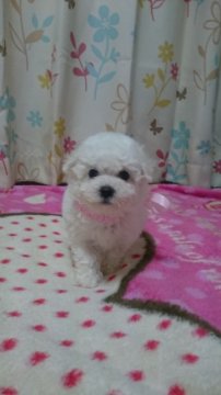 ビションフリーゼ【三重県・女の子・2015年10月19日・ホワイト】の写真「小振りで、お目目くりくり」