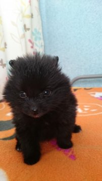 ポメラニアン【三重県・女の子・2015年12月13日・ブラック】の写真「極小サイズです」