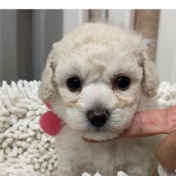 ミックス(ビション×プードル)【三重県・女の子・2022年8月5日・ホワイト】の写真「色素抜群の可愛い女の子♡」