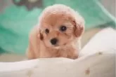ティーカッププードル【三重県・女の子・2024年3月16日・アプリ】の写真2