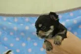 チワワ(ロング)【三重県・男の子・2013年8月18日・ブラックタン】の写真2