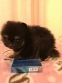 ポメラニアン【三重県・女の子・2017年8月2日・ブラックタン】の写真2