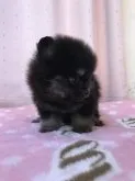 ポメラニアン【三重県・女の子・2017年8月2日・ブラックタン】の写真3