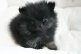 ポメラニアン【三重県・女の子・2023年11月25日・ブラックタン】の写真3