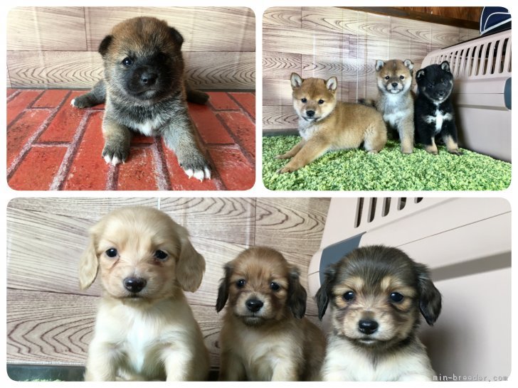 古谷　操(こや　みさお)ブリーダー(茨城県・柴犬など・JKC/日本犬保存会/ＫＣ/日本警察犬協会（PD）登録)の紹介写真3