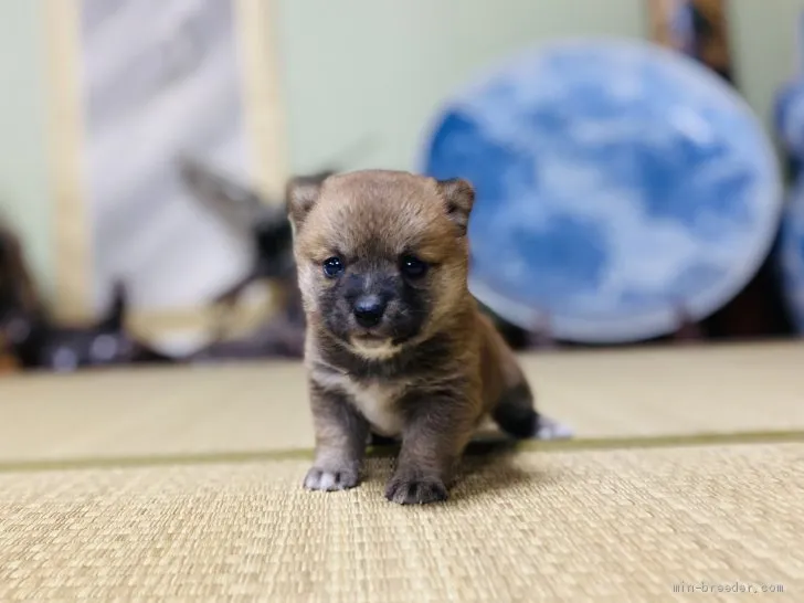 ID：2105-00747の子犬