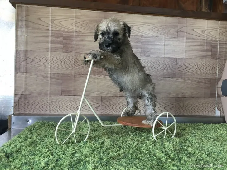 ID：1706-01902の子犬