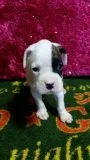 ID：1505-00369の子犬