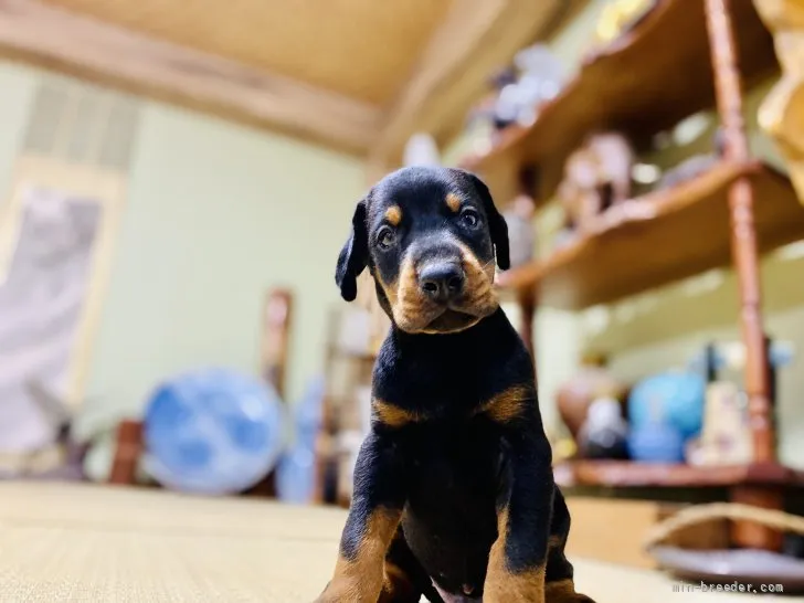 ID：2108-03349の子犬