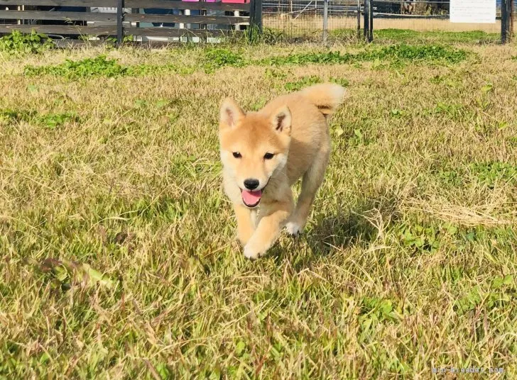 ID：1909-00876の子犬