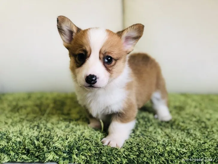 ID：1904-00388の子犬