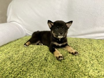 柴犬(豆柴)【茨城県・男の子・2020年7月23日・黒】の写真「💕甘えん坊な男の子💕✨人懐っこいです✨」