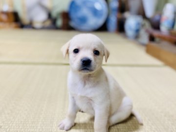 ラブラドールレトリバー【茨城県・女の子・2021年2月19日・イエロー】の写真「人懐っこい女の子💕甘えん坊です✨」