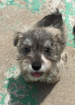 ミニチュアシュナウザー【茨城県・男の子・2017年5月26日・ソルト&ペッパー】の写真「夏限定💕特別価格✨💖 2回ワクチン接種済」