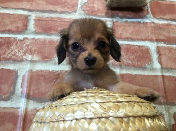 ミニチュアダックスフンド(ロング)【茨城県・女の子・2016年7月22日・シェーデットクリーム】の写真「可愛い顔してますよ❤️大きさも小さいです💗」