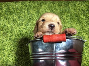 ミニチュアダックスフンド(ロング)【茨城県・男の子・2017年2月8日・クリーム】の写真「可愛い男の子✨」